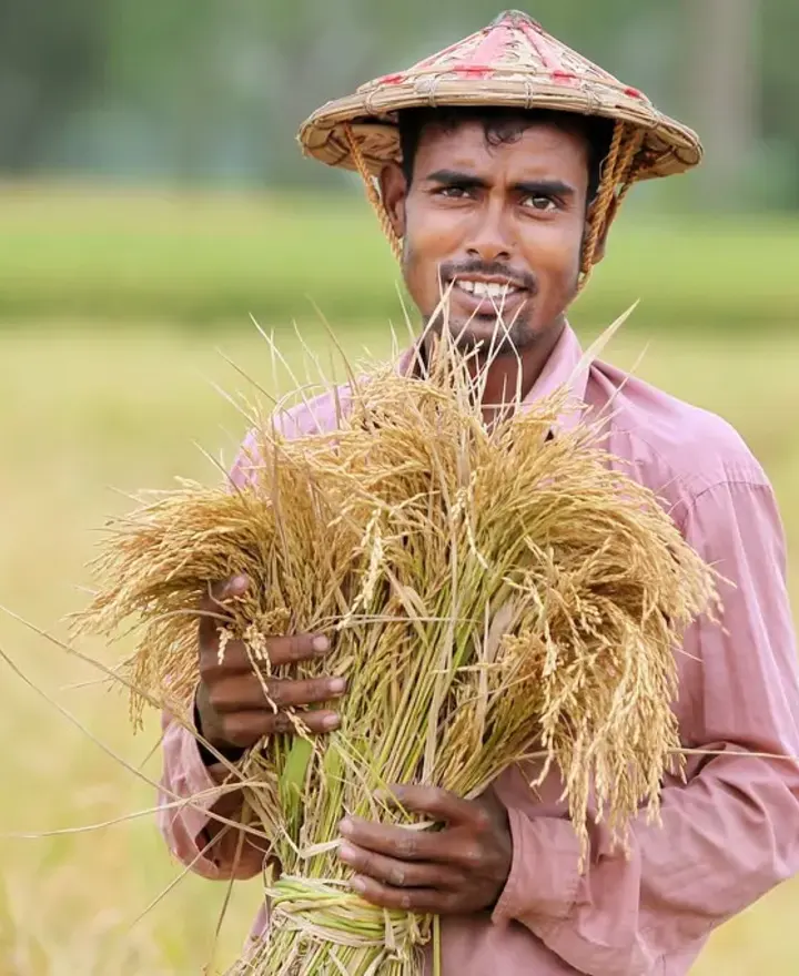 A smiling farmer holding a bundle of freshly harvested rice