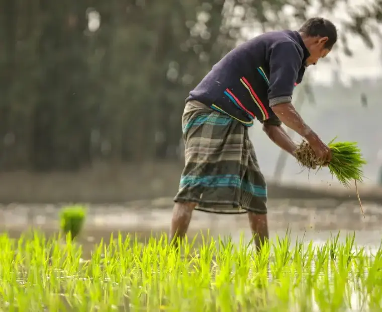 Farmers planting rice seedlings by hand