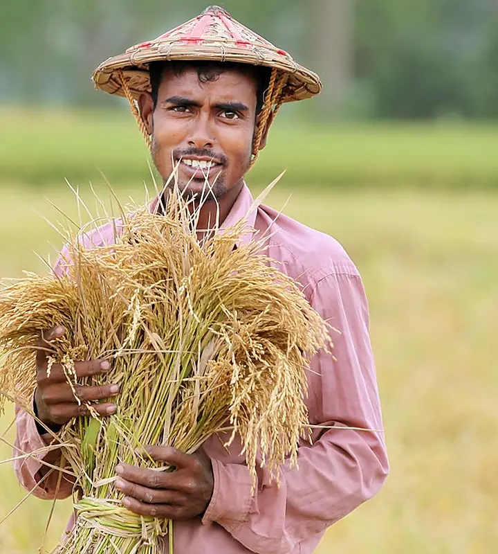 A smiling Bangladeshi farmer holding a bundle of harvested rice
