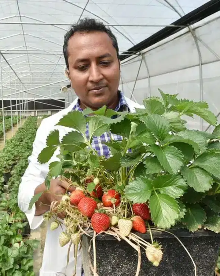 A farmer holding fresh strawberries in a greenhouse