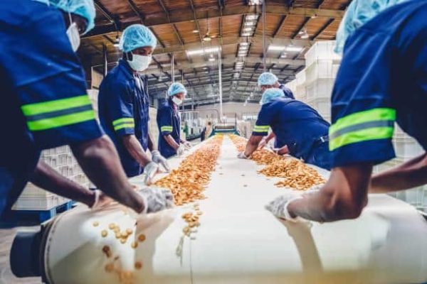 Factory, Manual Worker, Quality Control - Biscuit Factory Worker Standing Besides the Conveyor Belt, Stacking the Freshly Baked Cookies for Packaging